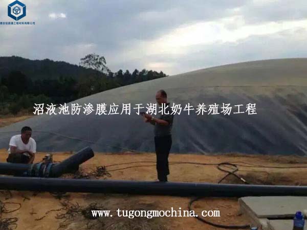 沼液池防渗膜应用于湖北奶牛养殖场工程 沼液池防渗膜应用于湖北奶牛养殖场工程