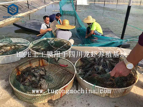 HDPE防渗土工膜用于四川龙虾养殖基地